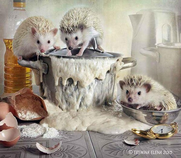 еремина елена тайная жизнь ежиков