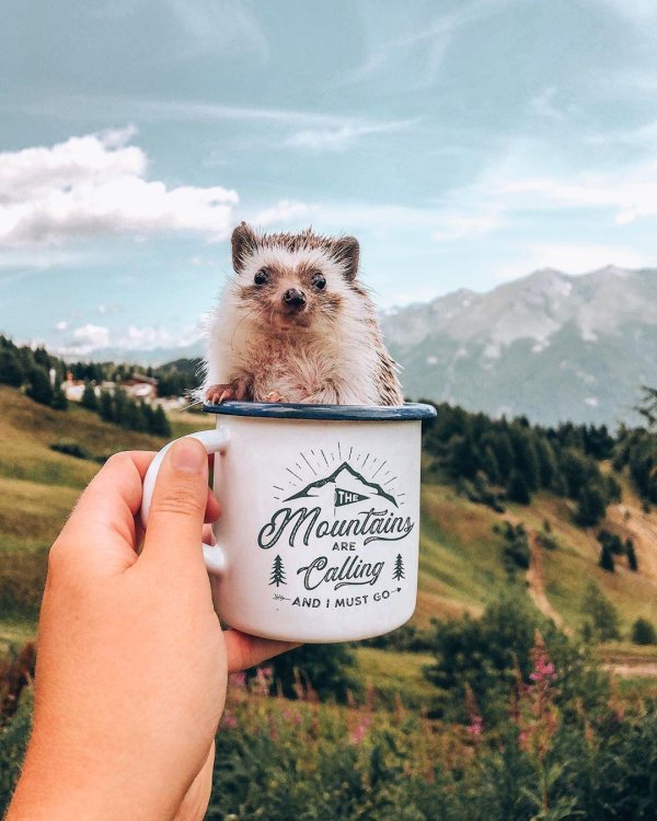 mrpokee очаровательный ёжпутешественник