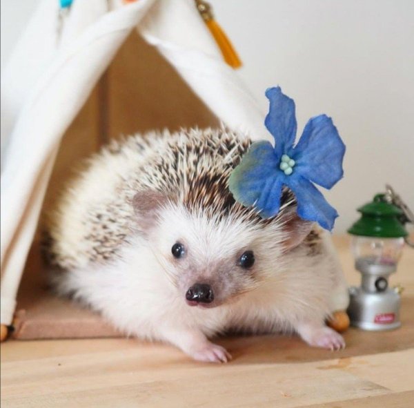 маленькие ежики