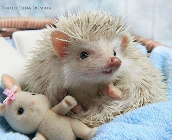 карликовый еж альбинос