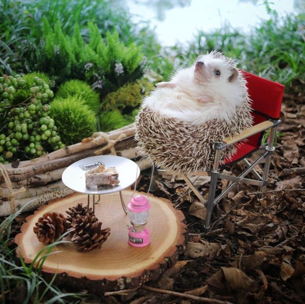 ежик отдыхает