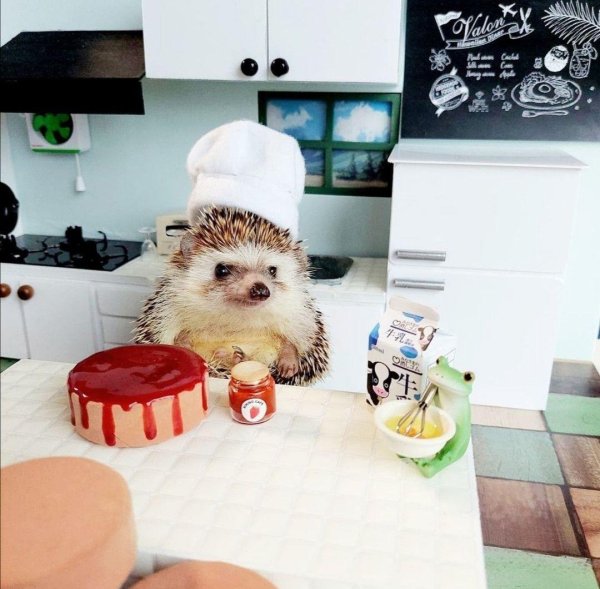 ежики смешные