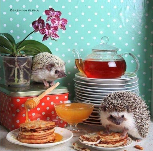 ежуванчики елена еремина