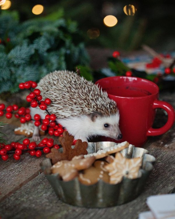 новогодний еж