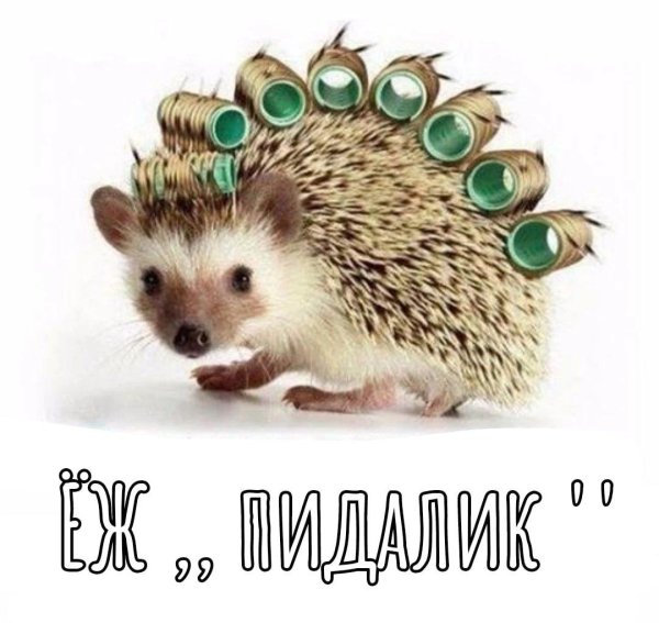 ежик колючий