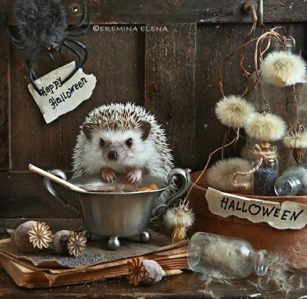 еремина елена тайная жизнь ежиков