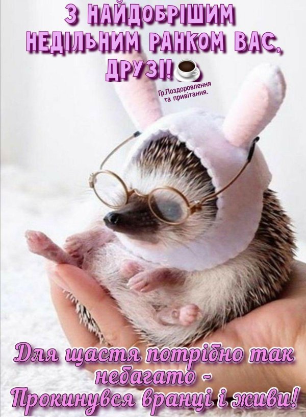 забавные зверюшки