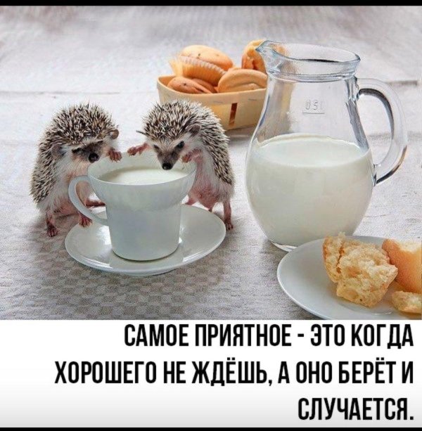 доброе утро еж