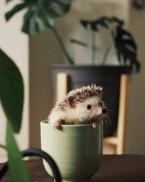 маленькие ежики