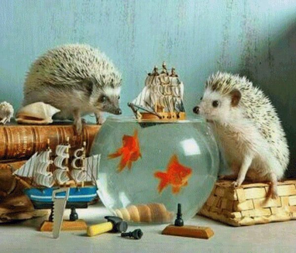 еремина елена тайная жизнь ежиков