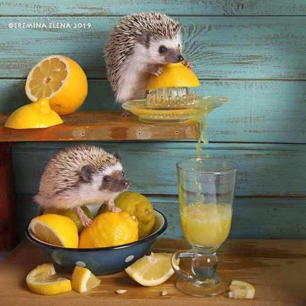 ёжики елены ерёминой