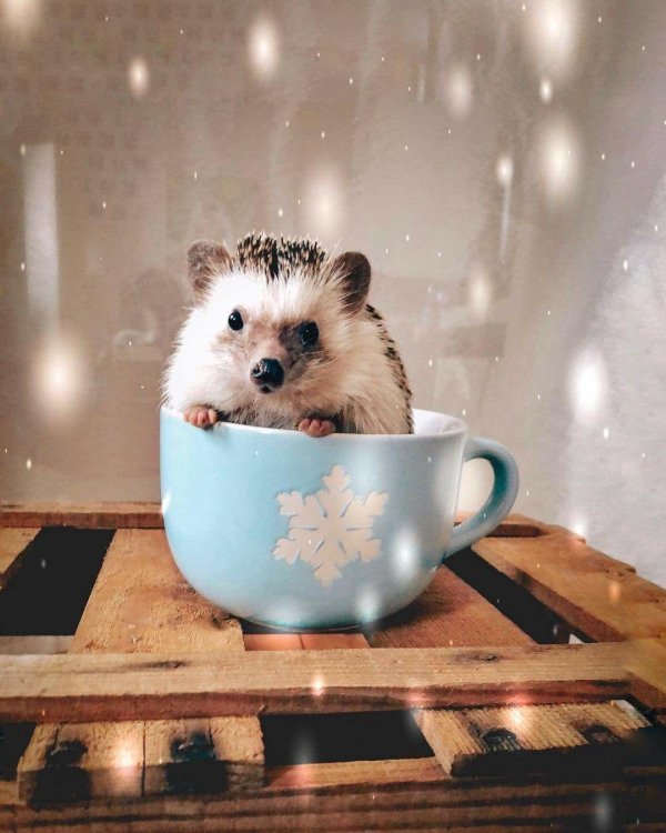 милые ежики