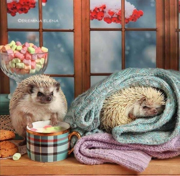 еремина елена тайная жизнь ежиков