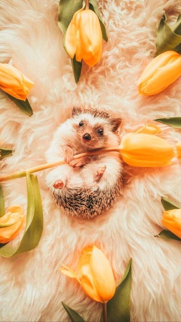 милые ежики