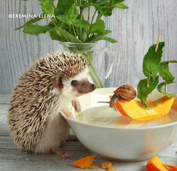 ёжики елены ерёминой