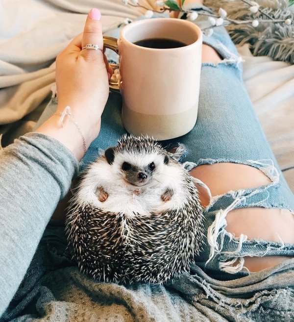 милые ежики