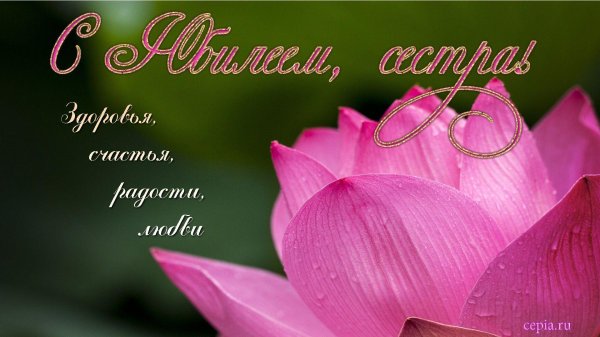 цветки лотоса