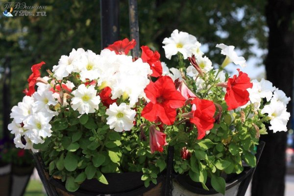 ампельная петуния