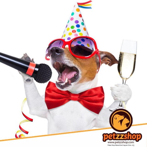 тусовка собак