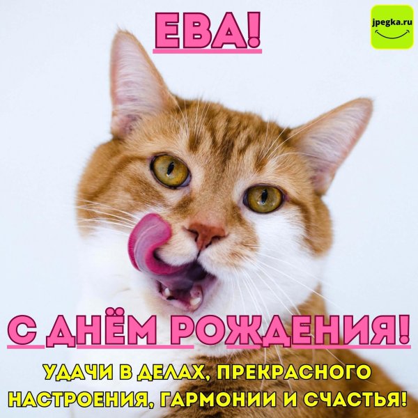 кошечка облизывается