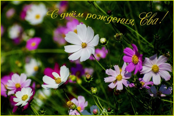 космея альба