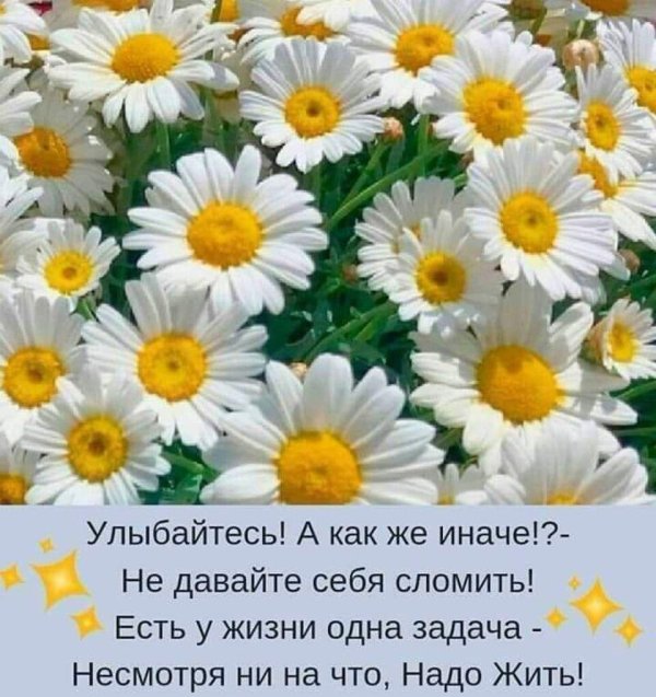 ромашка цветки