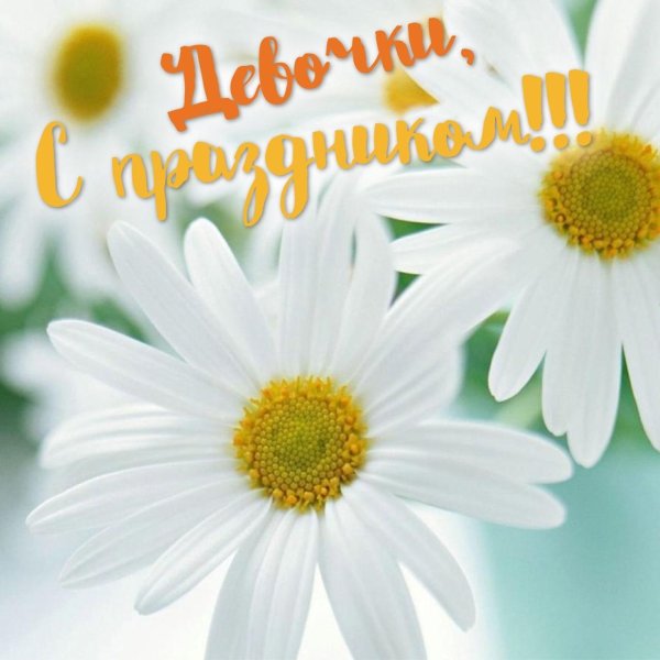 красивые открытки с ромашками