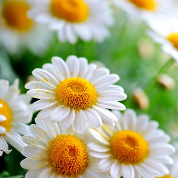 ромашка цветки