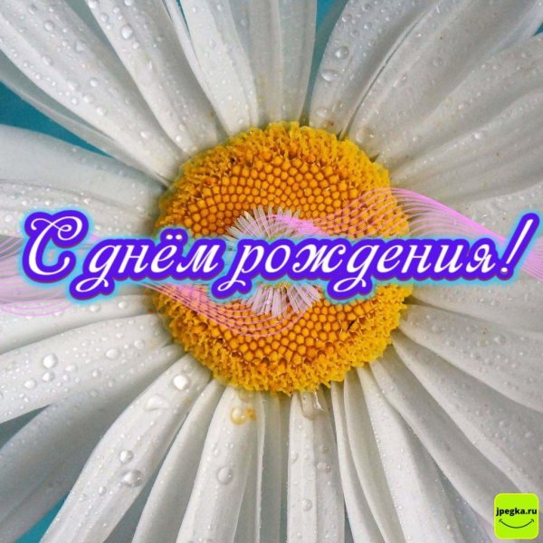 с днем рождения с ромашками