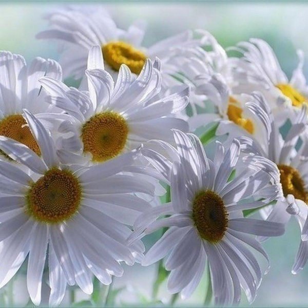 С днем рождения ромашки женщине