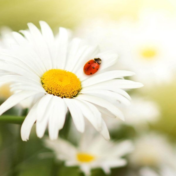 божья коровка на цветке