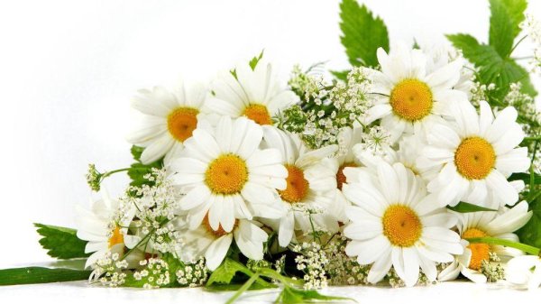 букет ромашек