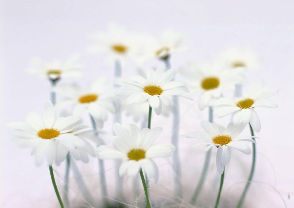 фон ромашек