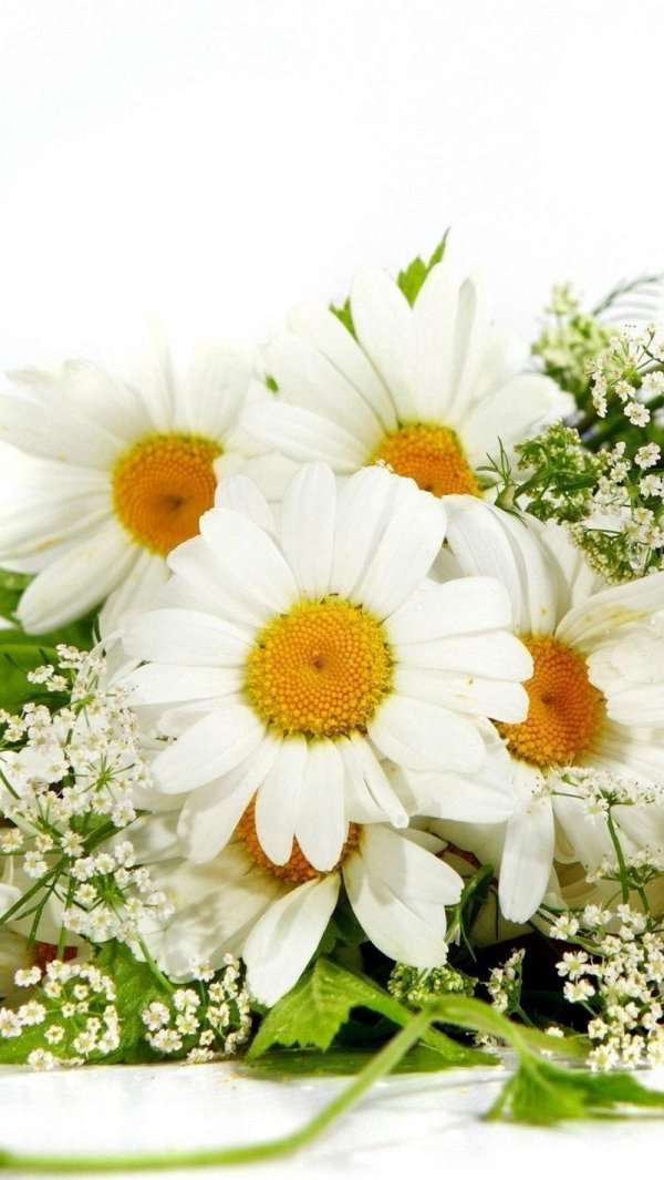 с ромашками