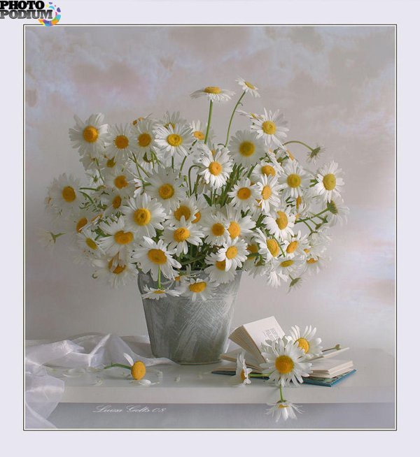 луиза гельтс фотонатюрморты