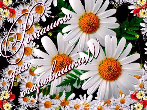 ромашки для очаровашки