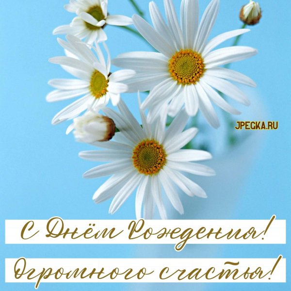 цветки ромашки