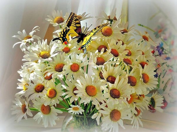 букет ромашек