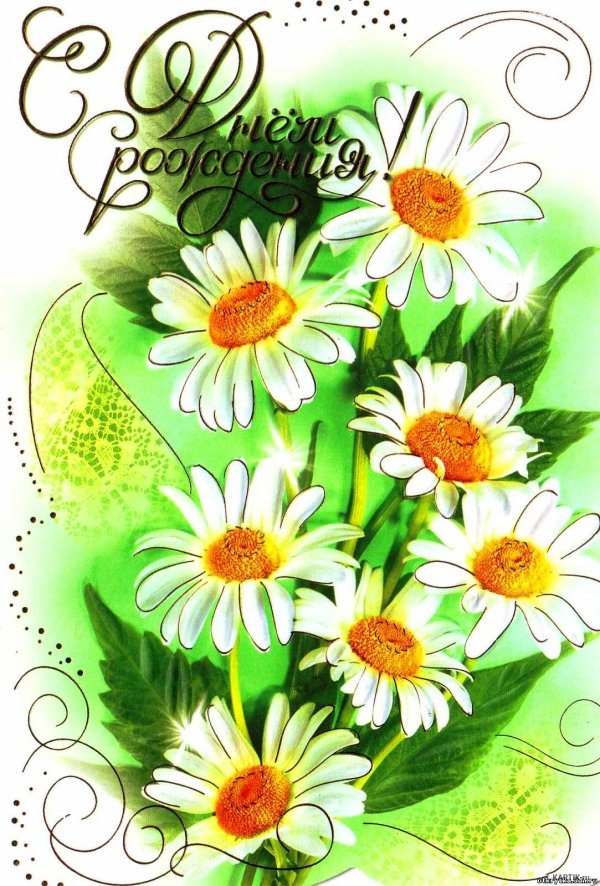 с днем рождения ромашки открытки