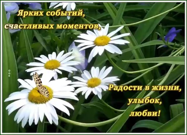 день ромашек 24 июня