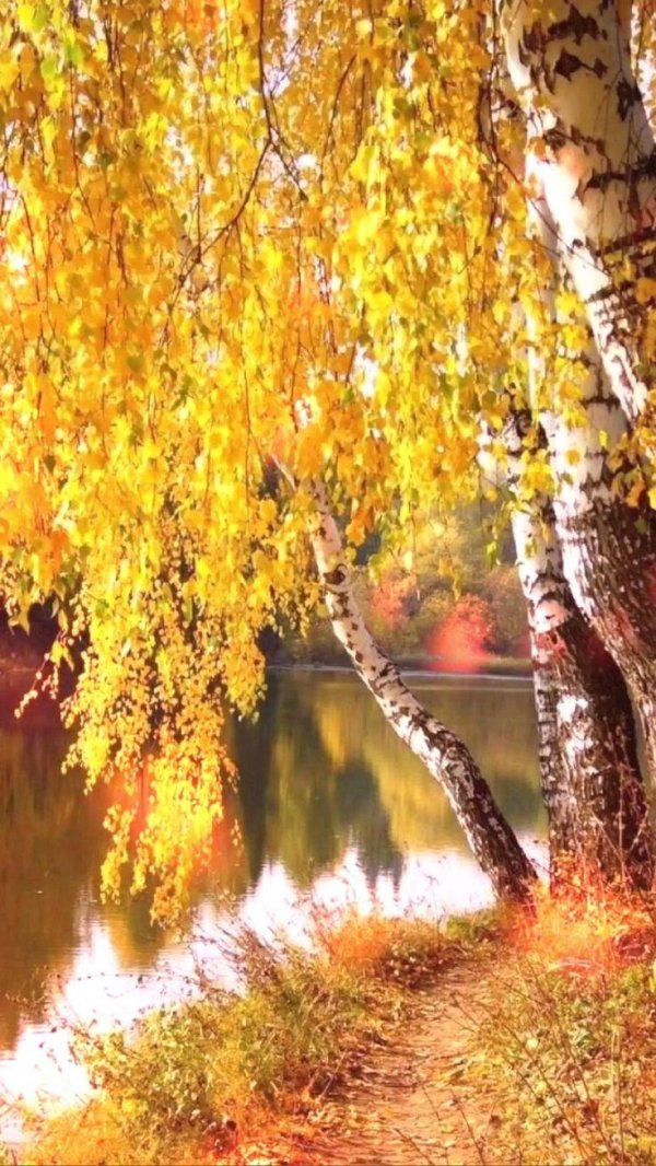 золотая береза