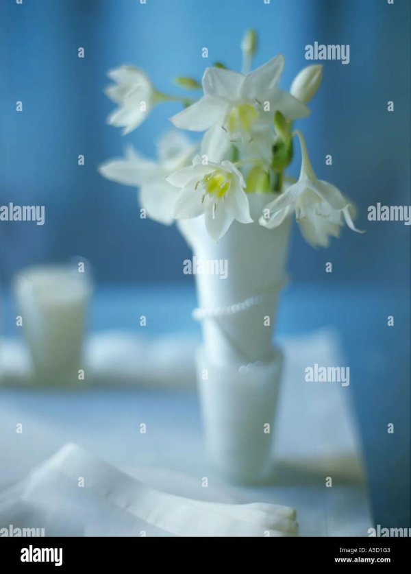 цветок эухарис