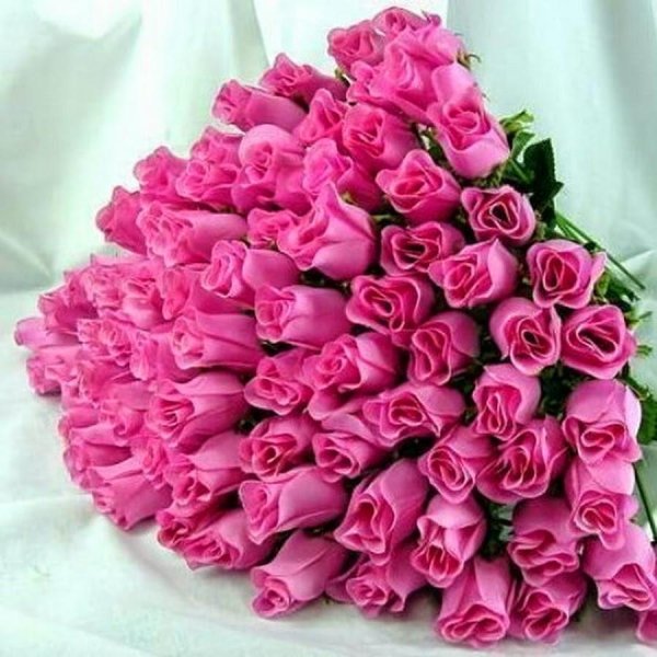 розовая роза