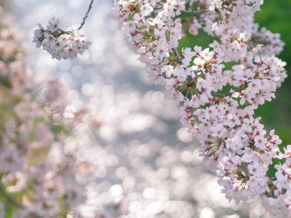 белая сакура