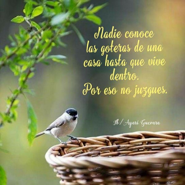 черноголовая гаичка