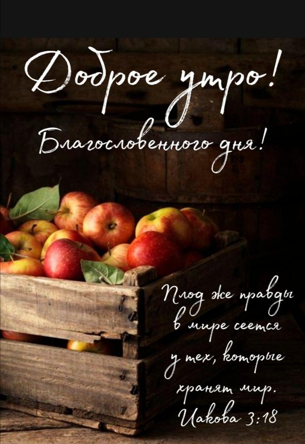 яблоки натюрморт