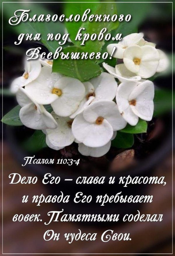 эуфорбия миля