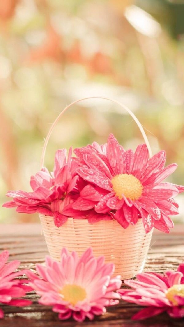 цветок красивый