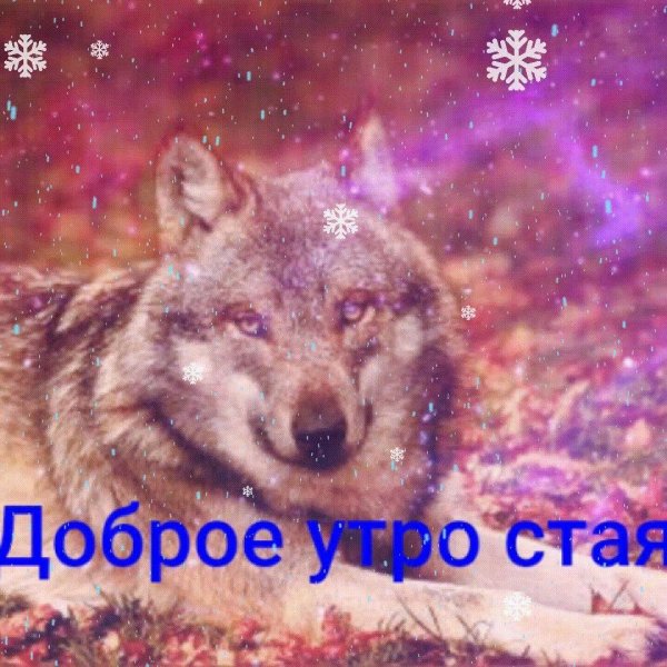 красивые волки