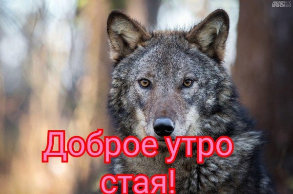доброе утро волки